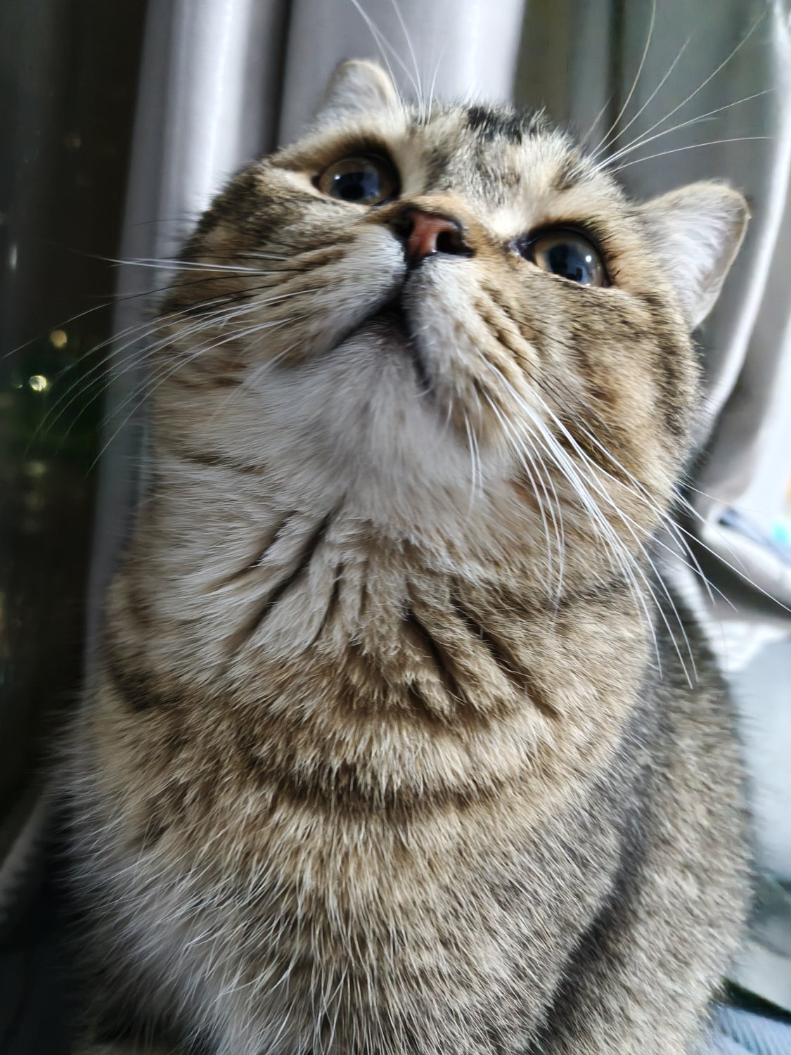 你们的小猫抬头看向镜头