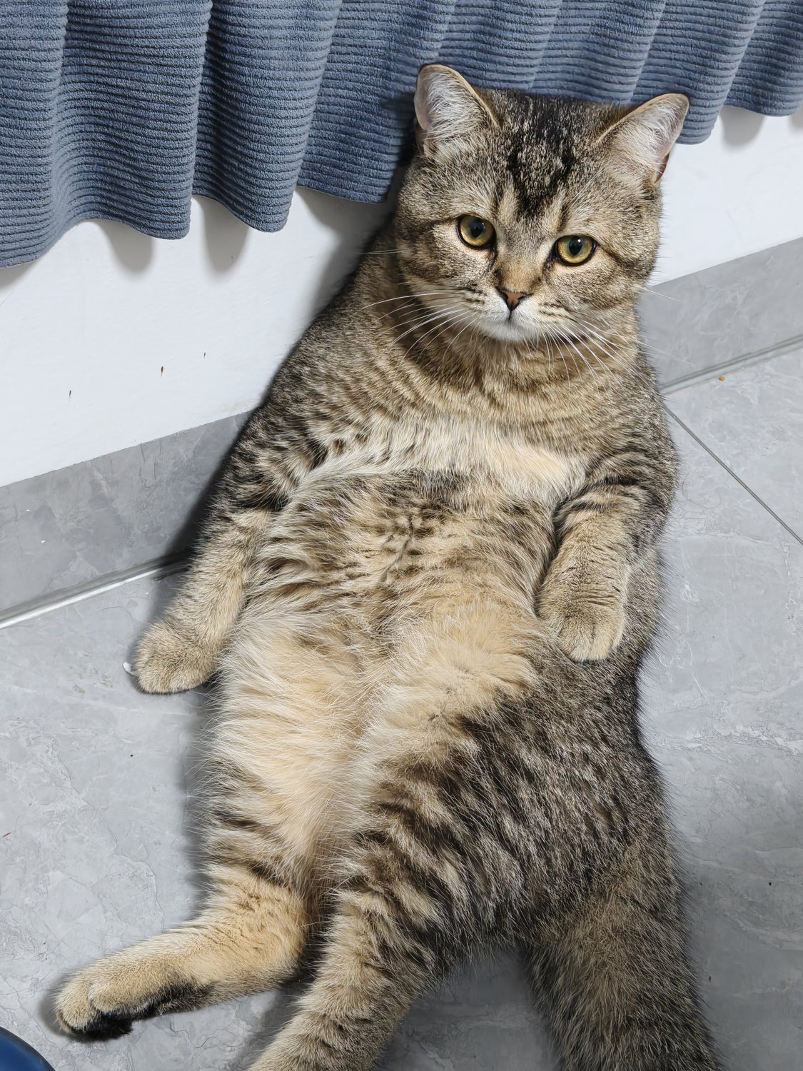 舒服躺在沙发上的小猫